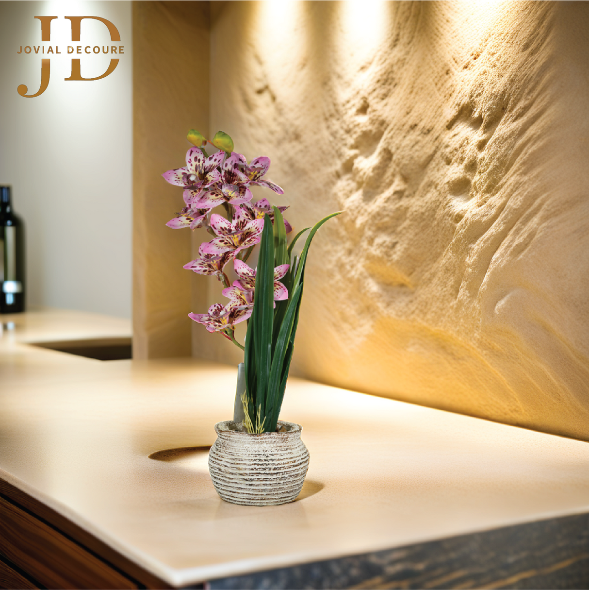 Boat Orchids Bonsai