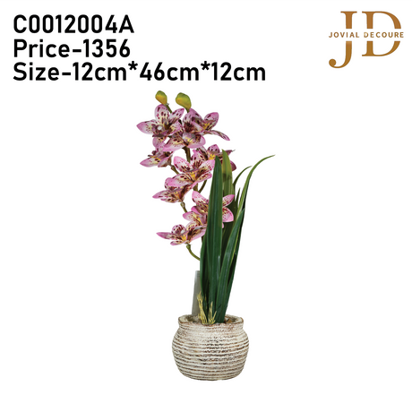 Boat Orchids Bonsai