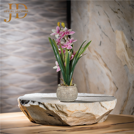 Boat Orchids Bonsai