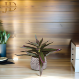 Plant Rhoeo Neon Plants with Pot