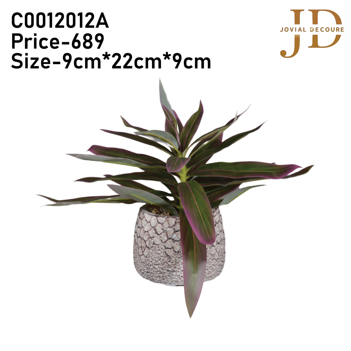 Plant Rhoeo Neon Plants with Pot