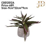 Plant Rhoeo Neon Plants with Pot