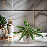 Plant Rhoeo Neon Plants with Pot