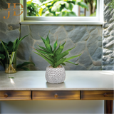 Plant Rhoeo Neon Plants with Pot