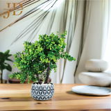 Grey Haven (Green) Bonsai