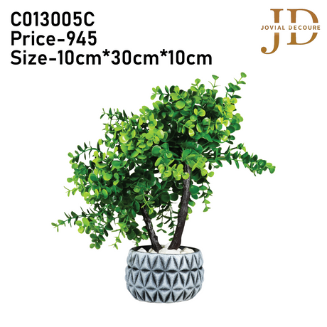 Grey Haven (Green) Bonsai