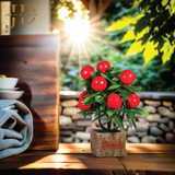 Red Apple Bonsai