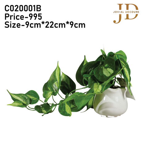 Money Plant Bonsai 02