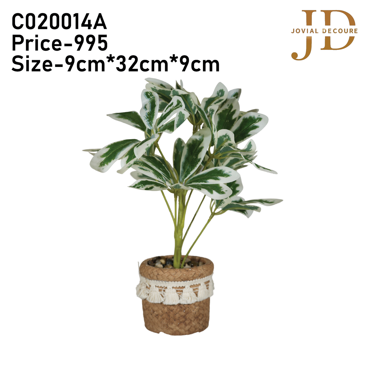 Schefflera Octophylla Leaves Bonsai (WhiteGreen)