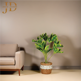 Schefflera Octophylla Leaves Bonsai (YellowGreen)