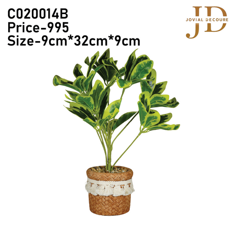 Schefflera Octophylla Leaves Bonsai (YellowGreen)