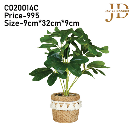 Schefflera Octophylla Leaves Bonsai (Green)