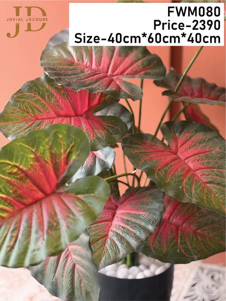 Caladium bicolor Plant with Pot