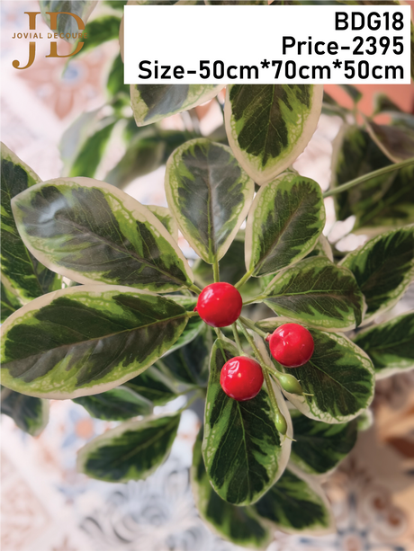 Marlberry Ardisia Japonica Plant with Pot